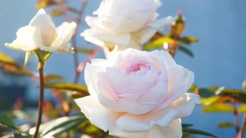 花量大， 美丽持续