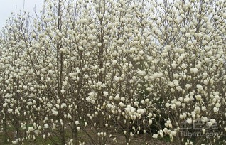 浇水也要讲究， 别让玉兰苗木渴着了