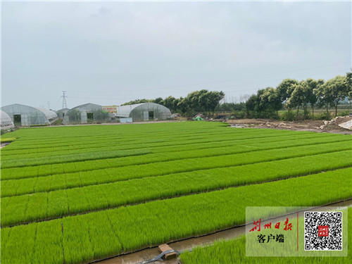 播种方法大对比