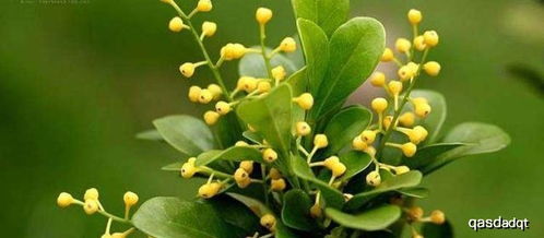 养护腊梅的小技巧