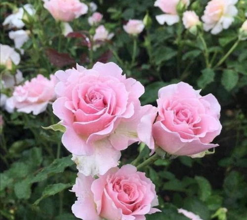 冬季月季防冻， 保暖措施是关键