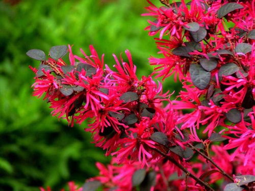 尿素喷喷喷， 花儿笑哈哈