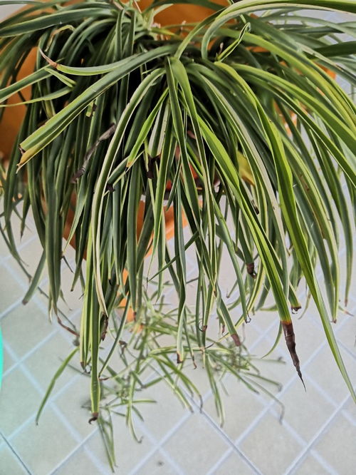 吊兰移植新盆，需掌握正确上盆方法