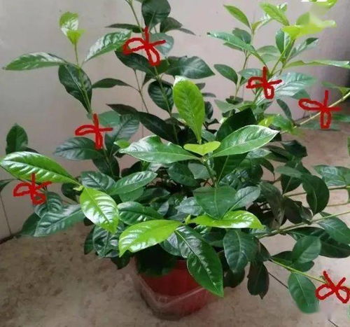 仙鹤来开花时施什么肥最有效