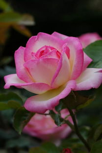 法国玫昂大花月季：色彩斑斓的花海