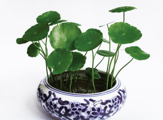 铜钱草如何正确养殖，才能保证其旺盛生长并保持美观