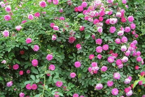 蔷薇花（红木香）