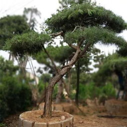 油松/马尾松：在中国北方和南方常见