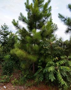 生长习性：湿地松的生存之道