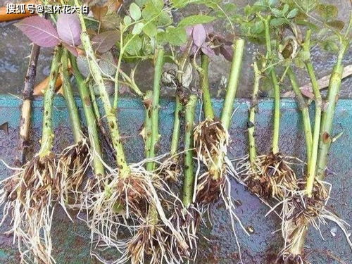 1. 清理种植地