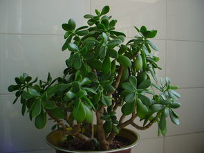 “燕子掌烂根速救，换土重生，焕发新绿！”