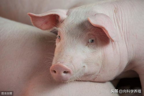 低剂量ASFV感染60头猪，Neng否导致全部死亡？