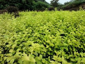 植物景观应用的多样性与花木苗圃基地的发展