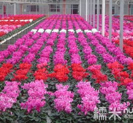 护坡植物的选择和应用