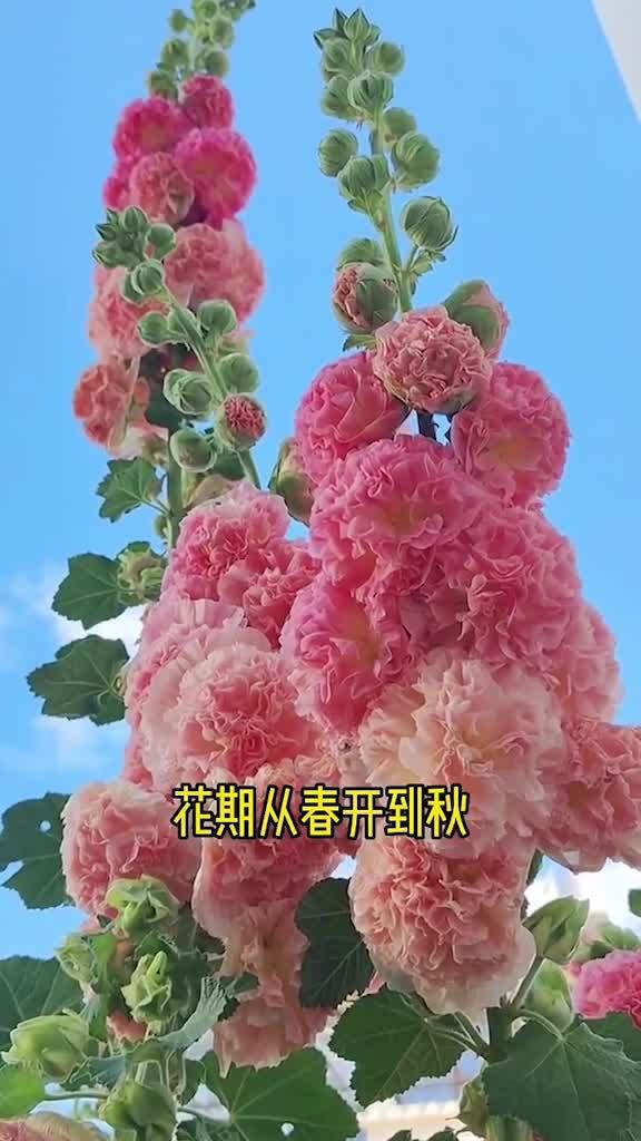 蜀葵花期一般多长时间，如何根据花期调整蜀葵花的种植时间