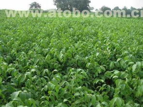 河北鹏超苗木公司：绿意盎然 口碑传遍大江南北