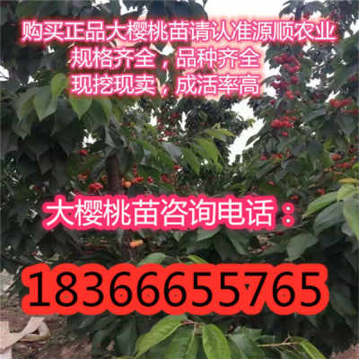 福建白岩山茶油基地：吉安市优质茶树苗购买指南