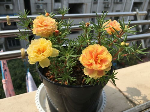 太阳花喜光耐旱，养护得当可延长花期