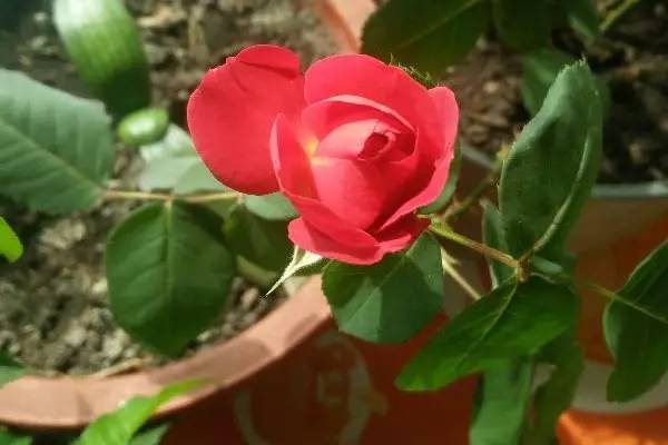 月季在什么季节移栽最好？移栽时需要注意哪些方法