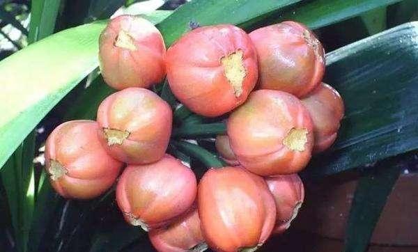 种子熟的过程，得耐心等待