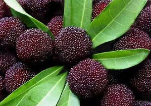 破壳催芽生死线