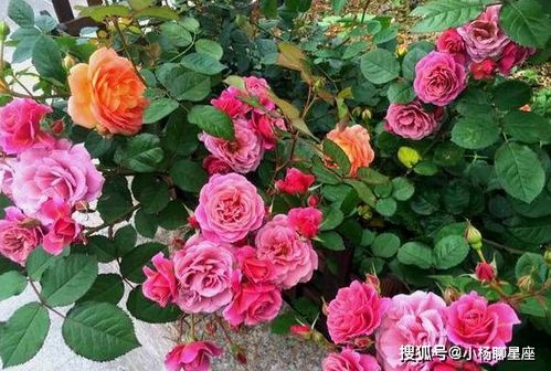 月季花的颜色和文化意义