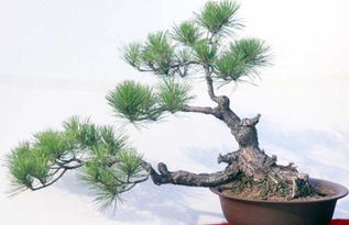 盆景松树的种类揭秘