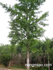 黄金槐和银杏树：哪个梗适合种植呢？