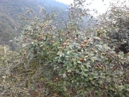 特殊需求应对方案，南方北方种油茶各有高招