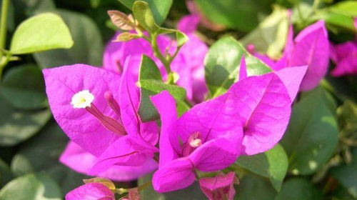 三角梅：繁花似锦的夏日之星