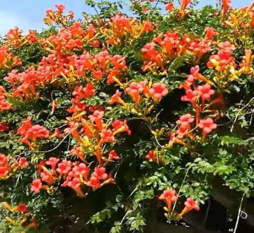 凌霄花的土壤喜好