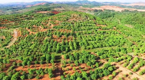 东兰金谷：免费赠送油茶树苗，助力贫困户脱贫致富