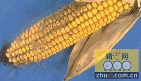 饲料霉变对猪有害，饲料厂上班人员长期接触霉变饲料会有哪些健康危害？
