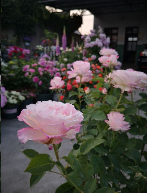 方法一：压枝侧芽发压枝是比较常见促芽方式