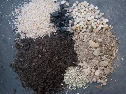 植物世界里的特殊组合