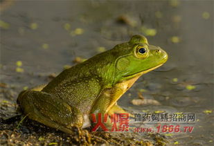 漳州牛蛙饲料厂提供的牛蛙饲料，哪种投喂方法最适合提高牛蛙的生长速度？