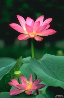 荷花，药用的瑰宝