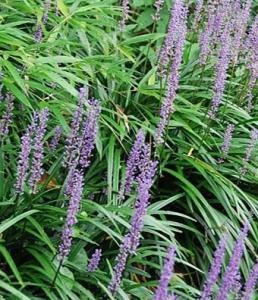 麦冬草本植物，养生花卉新宠