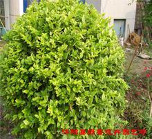 八、 金叶过路黄：金黄色地毯，明亮活力