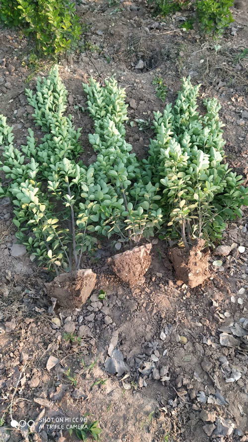 土壤施肥， 大叶黄杨生长的秘籍