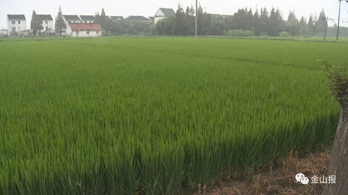 晚水稻高产管理，关注水稻生长关键期