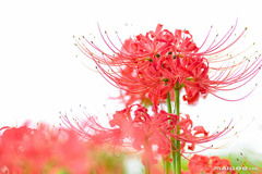 彼岸花：秋天的神秘使者