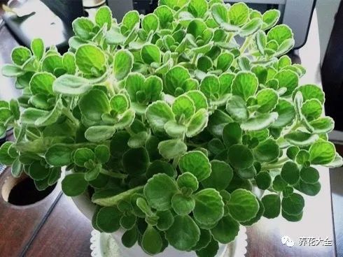 吸二手烟克星，养花护健康，绿色生活必备！