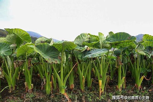 如何栽培优质芋头？