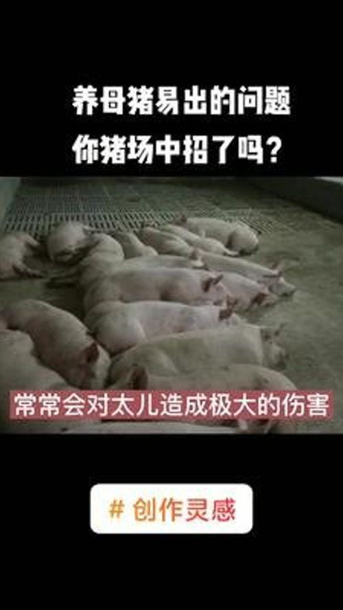 猪脱肛是什么？你的猪场中招了吗