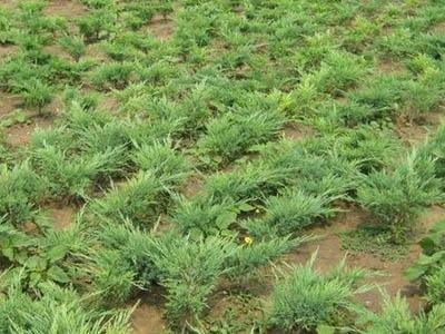 沙地柏是啥树？