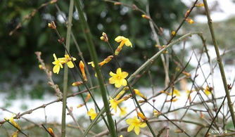 6月移栽迎春花，存活率如何？