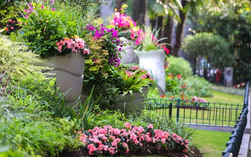 南方花卉的惨痛教训