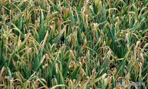 推荐药剂：40%唑醚·戊唑醇悬浮剂