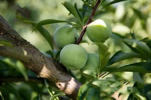 脱骨李成熟上市时间及产地，爆款花卉特产！